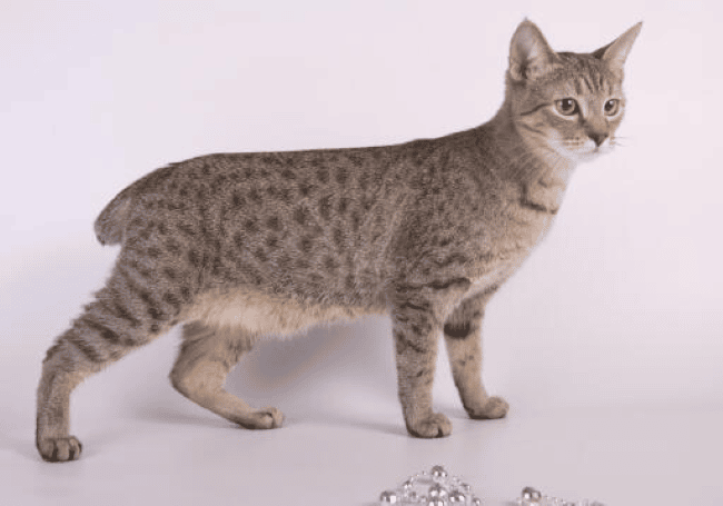 7. American Bobtail 