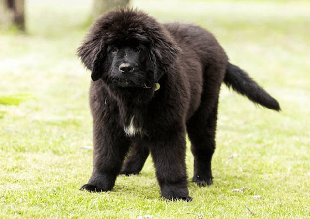 A Newfoundland Puppy