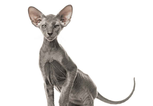 8. Peterbald