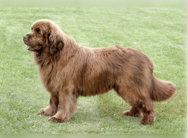 a Newfoundland dog in the field 