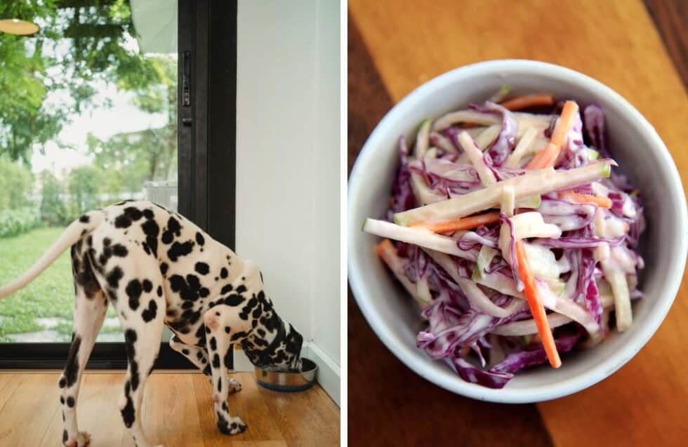 Can Dogs Eat Coleslaw? What You Need To Know! Kate's K9 Pet Care