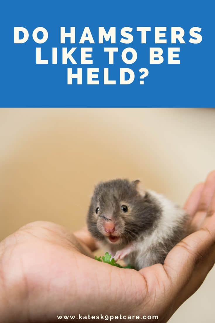 Black and white hamster held in human hand. | Do hamsters like to be held?