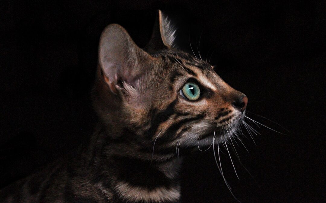Are Bengal Cats Hypoallergenic?