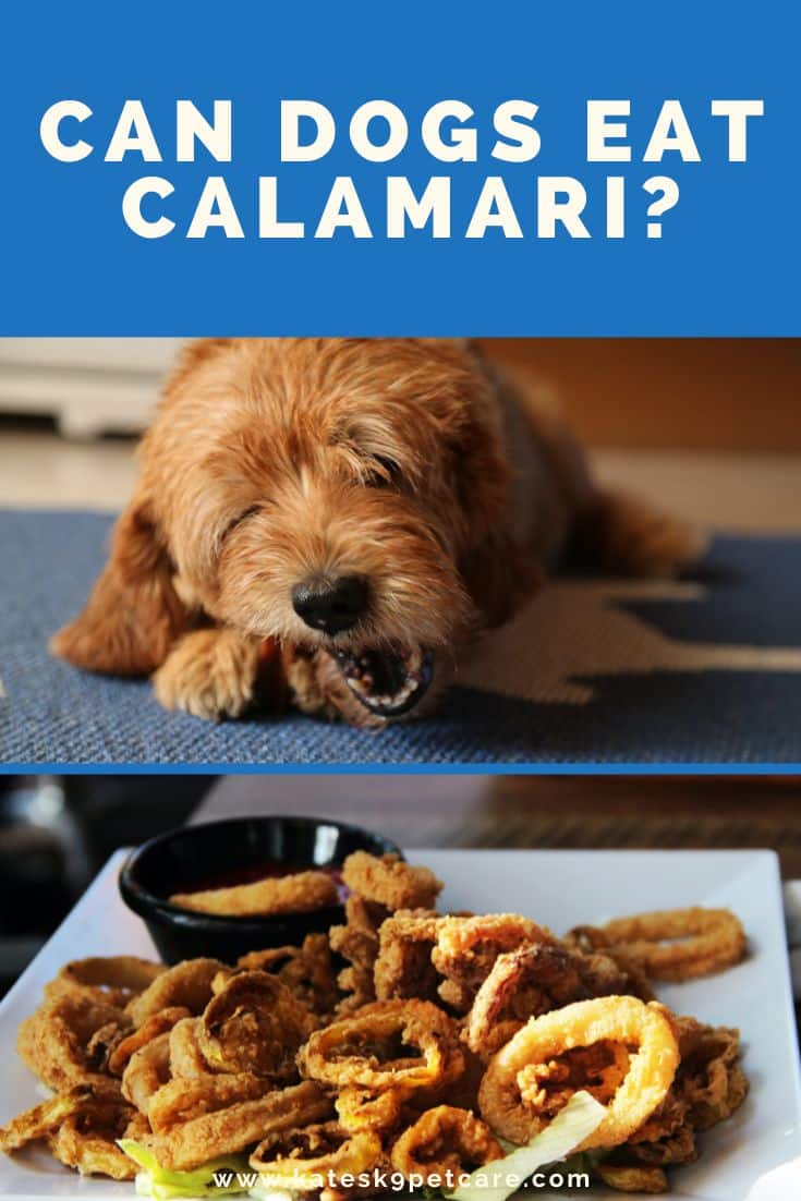 can-dogs-eat-calamari-what-you-should-know-kate-s-k9-pet-care