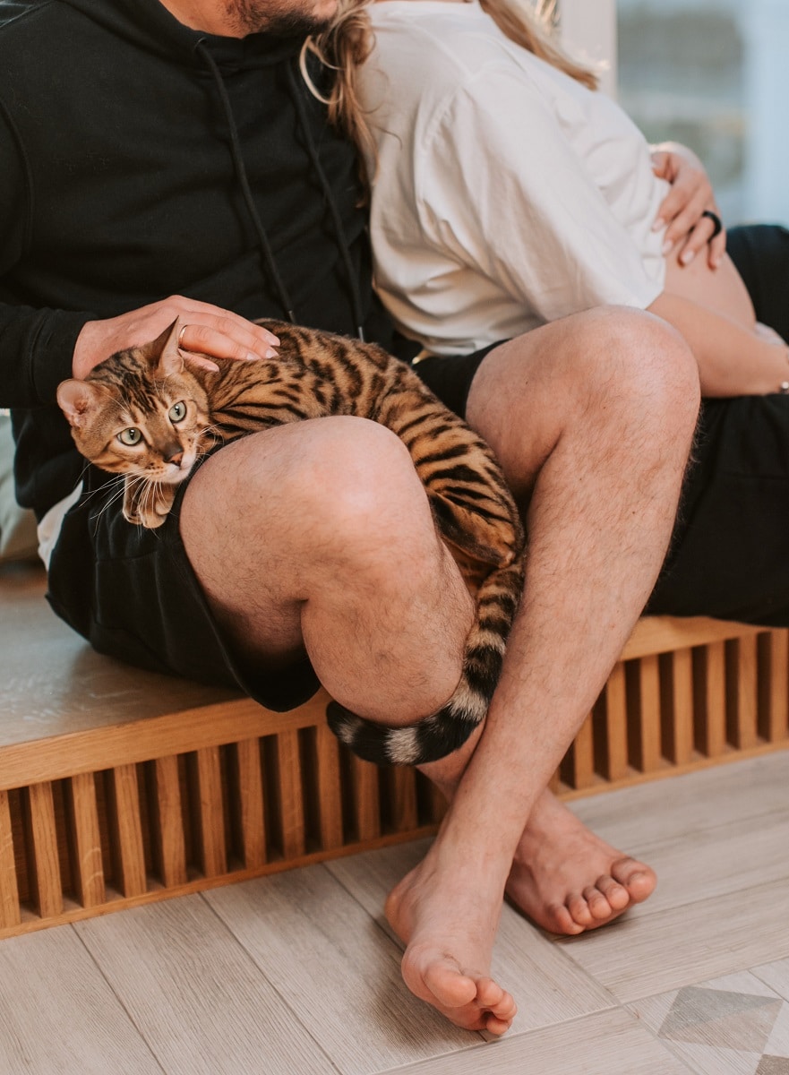 People cuddling with Bengal cat on lap. 