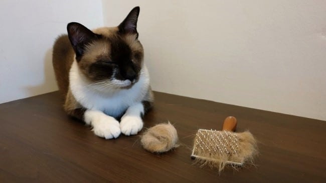 A cat looking at its hairballs 