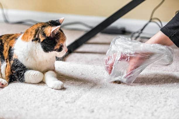 A person picking up her cats hairballs 