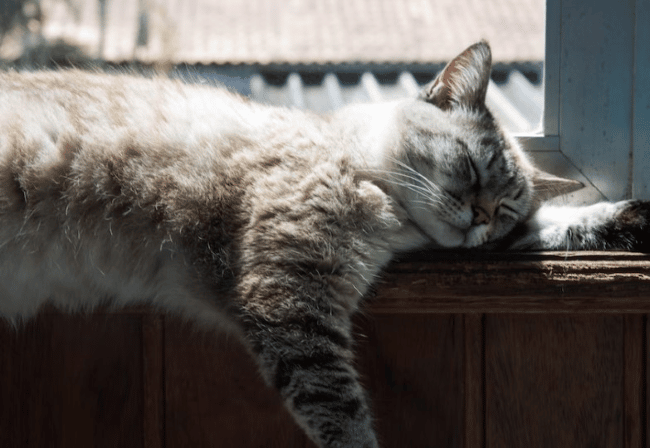 A cat laying on a cupboard beside a window 