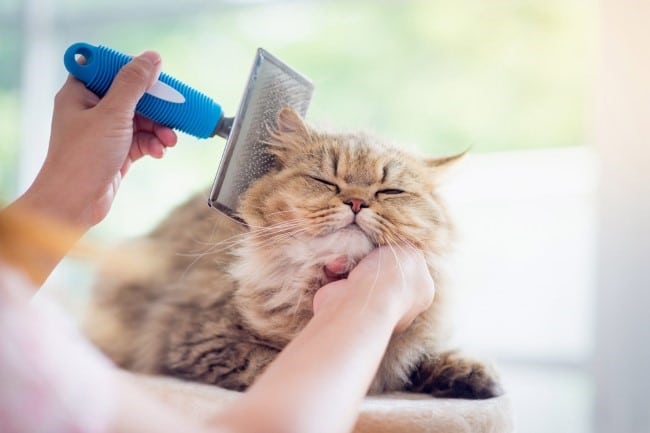 A person grooming a cat 