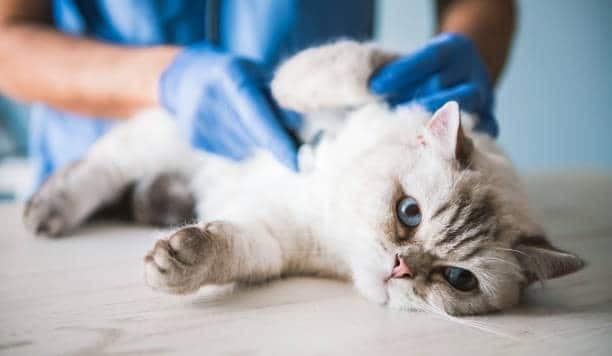 A cat being treated by a vet