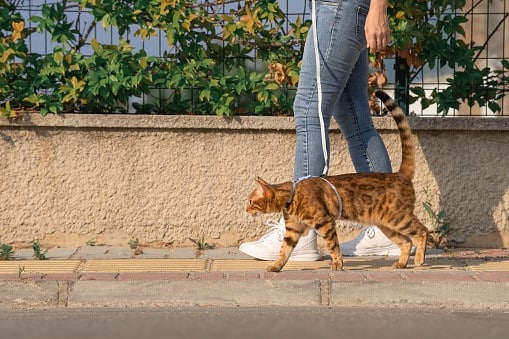 Other Low Maintenance Cat Tips