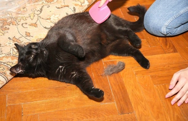 A person grooming a cat 