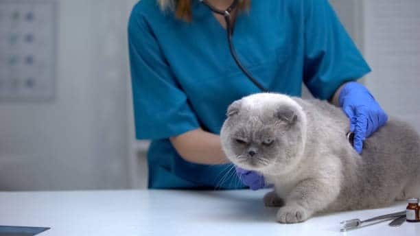 A cat at the vet