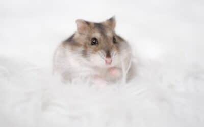 Dwarf hamster sitting on white fuzzy surface.