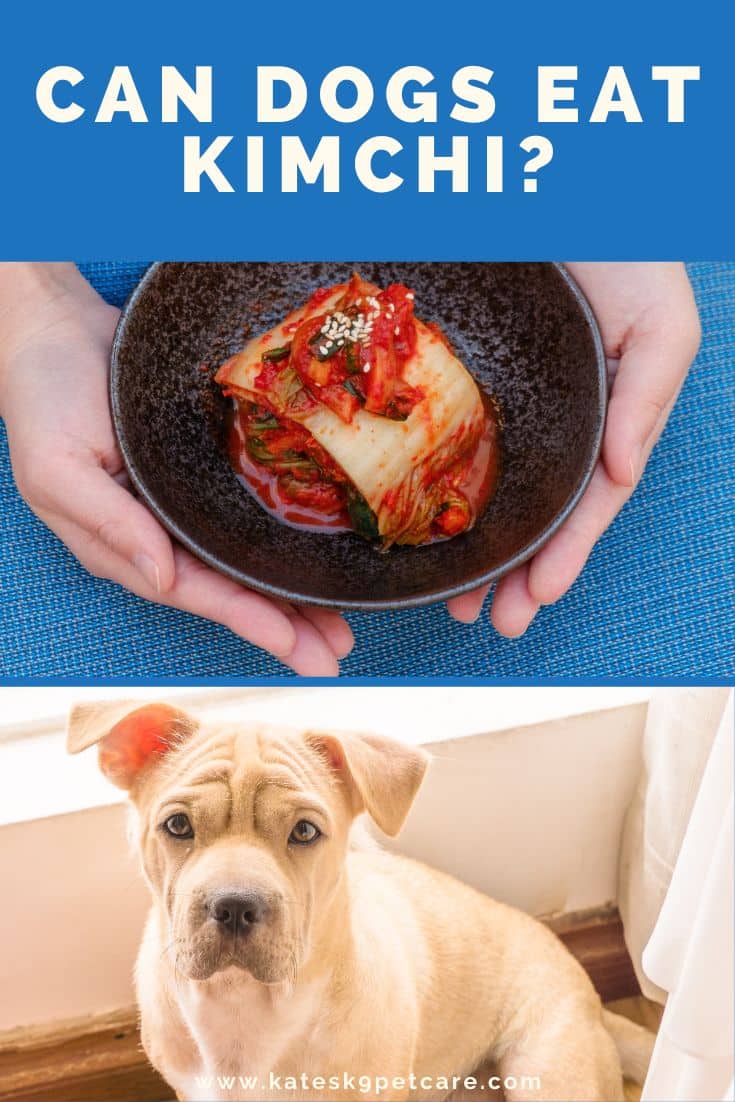 Split image showing a bowl of Korean kimchi (top) and a dog (bottom.