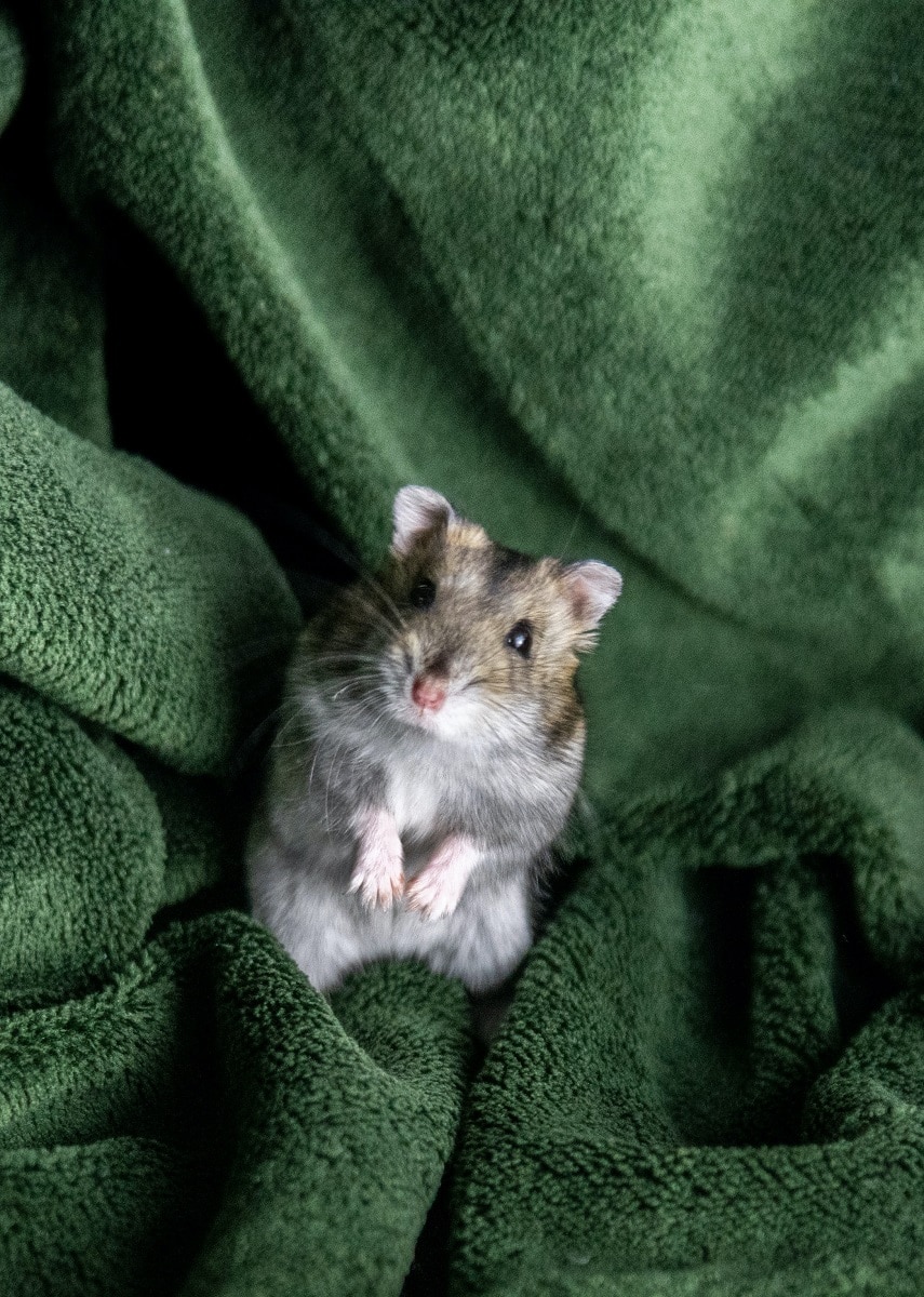 Dwarf hamster on fuzzy green blanket.