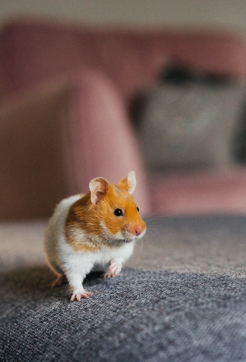 Shallow focus image of orange and white hamster on cloth surface.