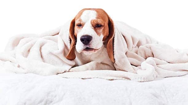 Can A Dog Die From Kennel Cough?