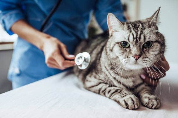 Understanding Your Cat's Health