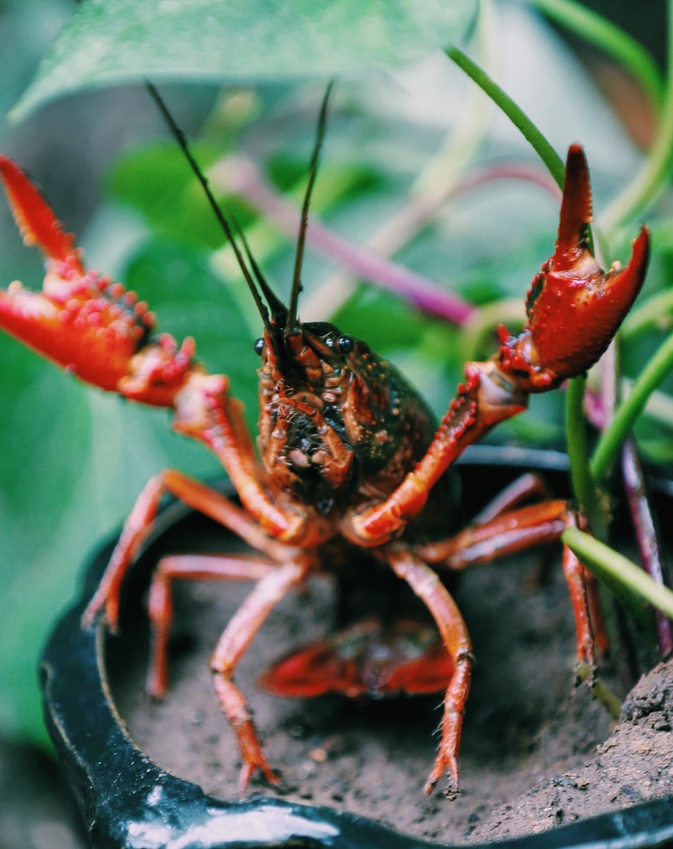 Crawfish with claws raised in flower pot. 