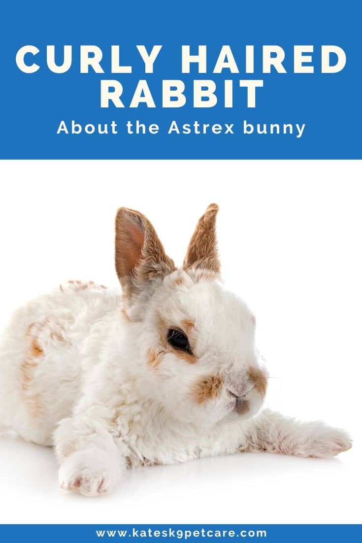 Meet The Astrex Rabbit: A Curly Haired Rabbit! - Kate's K9 Pet Care