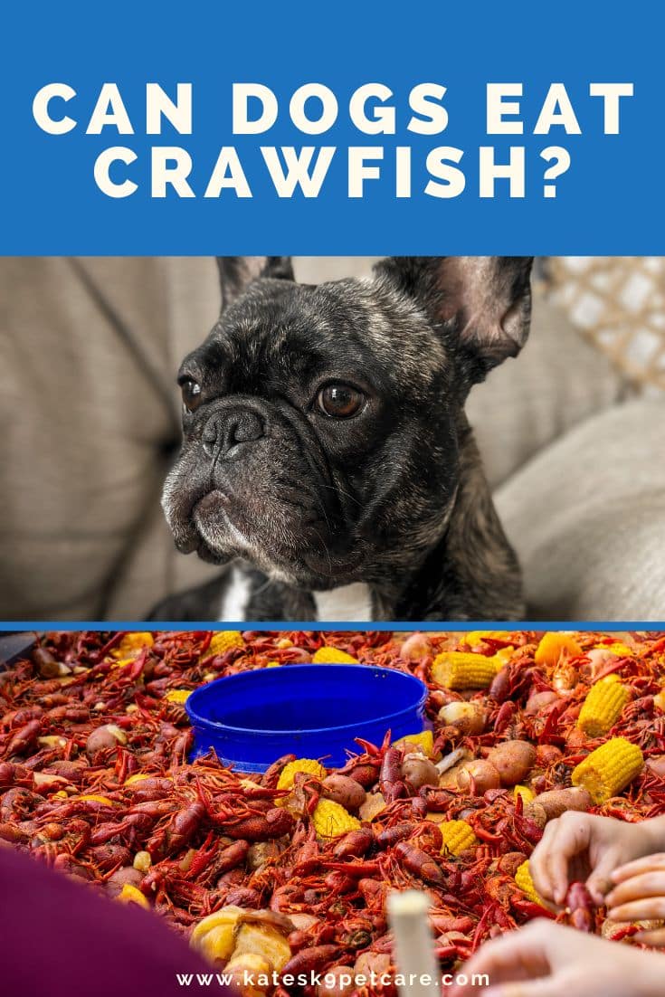 Split image showing a French bulldog on top, a plate of boiled crayfish and corn on the bottom and text saying "Can dogs eat crawfish?".