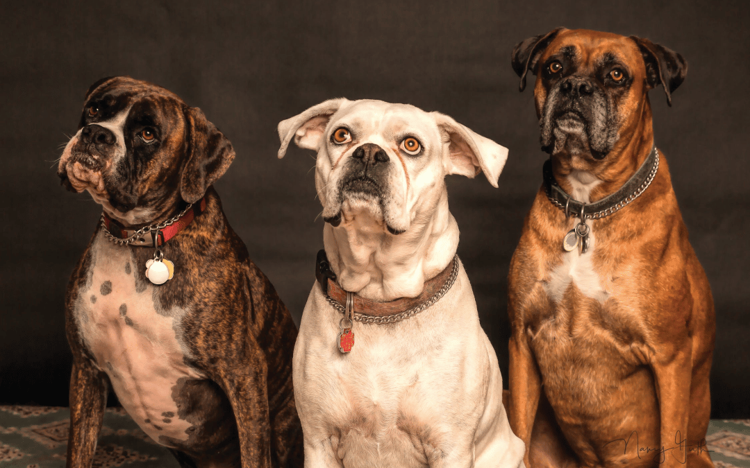 What Can I Give My Dog For Pain?: The Ultimate Guide For Managing Your Dog’s Pain at Home