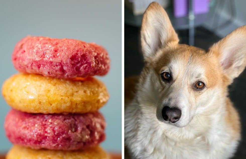 Can Dogs Eat Froot Loops? Kate's K9 Pet Care