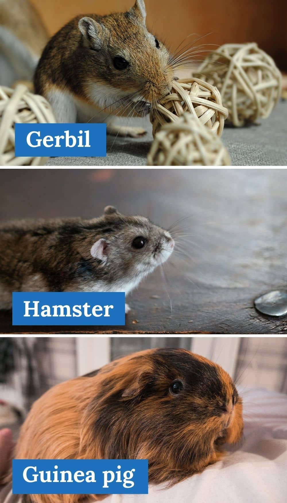 Gerbil Vs Hamster Vs Guinea Pig Find The Right Pet For You Kate's