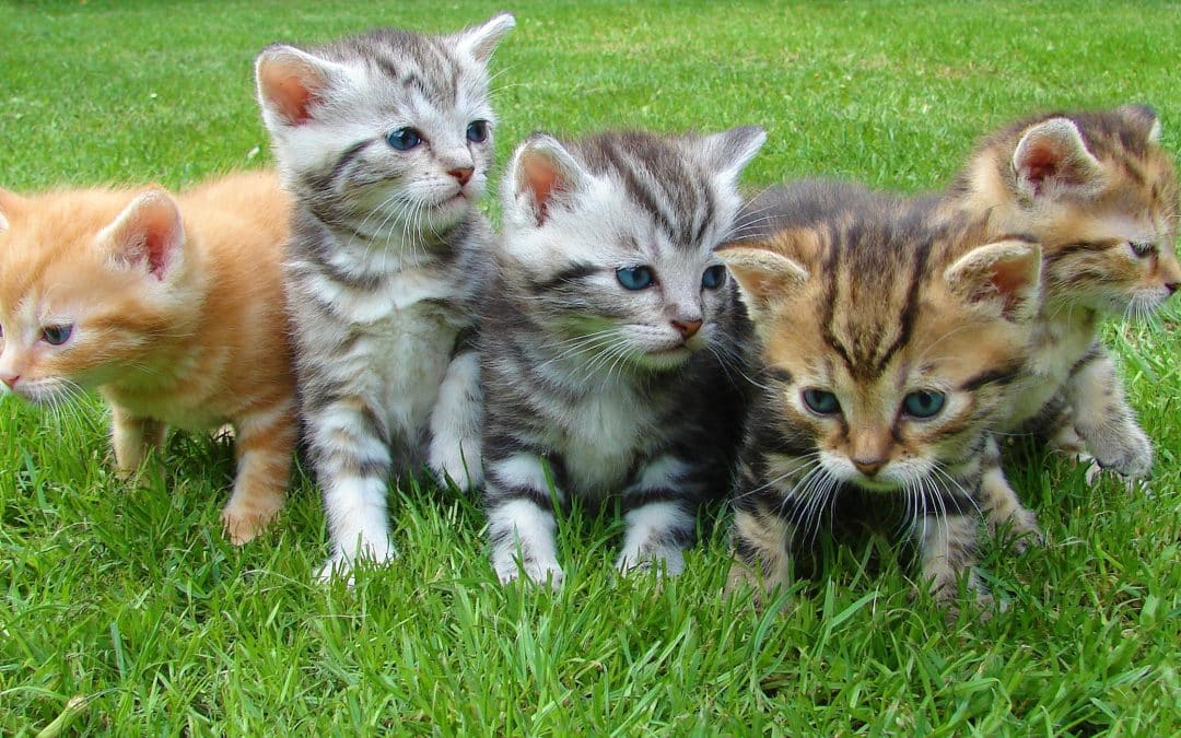 How to Pick the Perfect Cat Names for Your Feline Friends