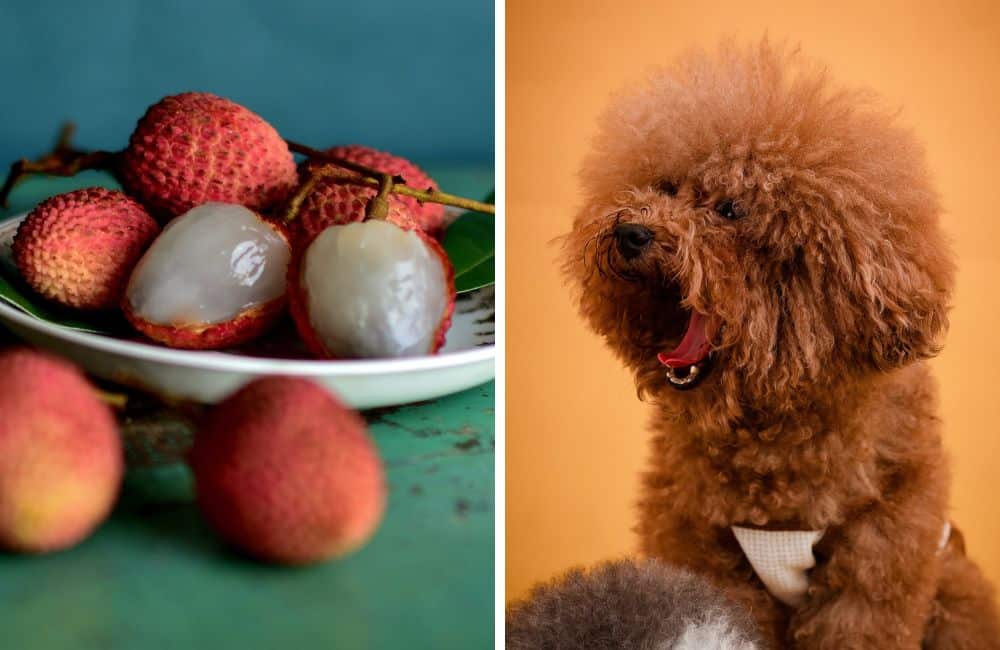 Split image showing peeled lychee fruits on the left and a poodle dog on the right.