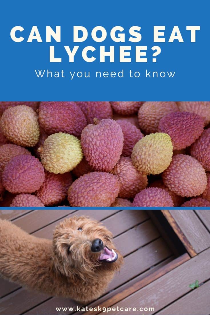 Split image showing lychee fruits at the top and a dog looking up at the bottom, with a text saying: Can dogs eat lychee? What you need to know