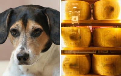 Can Dogs Eat Parmesan Cheese?