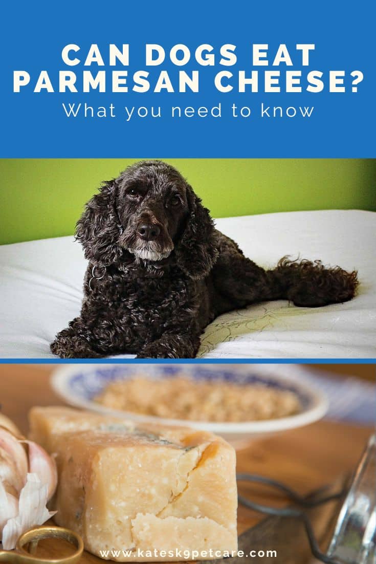 Split image with text at the top saying "Can dogs eat Parmesan cheese? What you need to know", followed by an image of a black dog and an image of a block of Parmesan cheese.