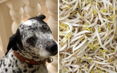 Can Dogs Eat Bean Sprouts?