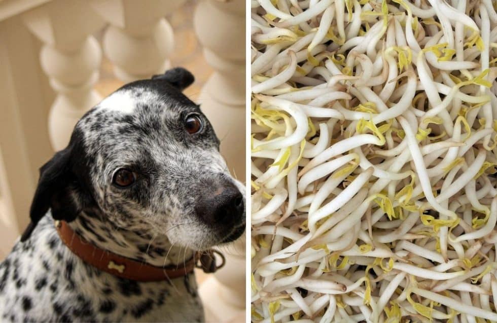 Vibrant Can Dogs Eat Mung Beans Landscape Digital Art Vibrant Can Dogs Eat Mung Beans Landscape Digital Art