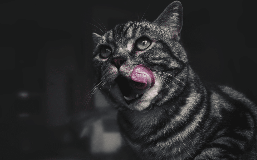 Why Does My Cat Lick Me So Much? The Answer Might Surprise You!