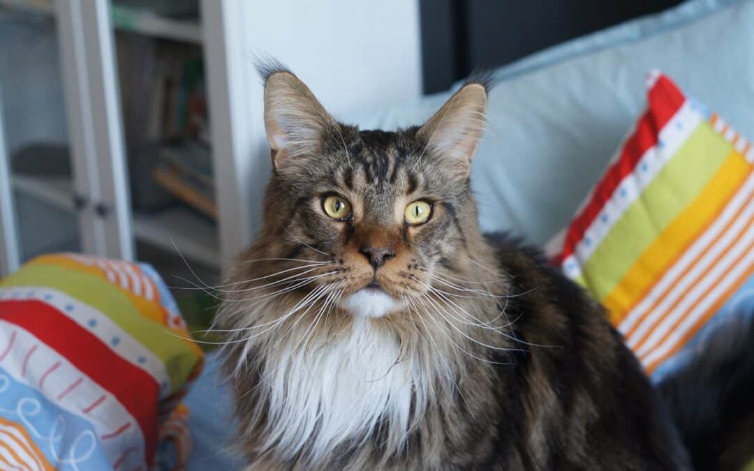 Maine Coon Size Comparison To Dogs | With Chart!