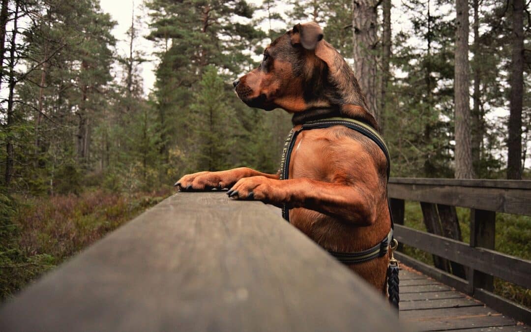 How Do I Find the Best Pet Food Stores Near Me?