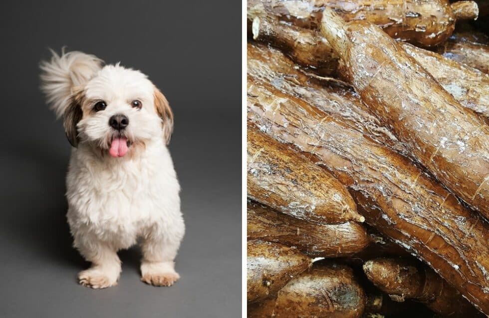Can Dogs Eat Cassava (Yuca)? Kate's K9 Pet Care