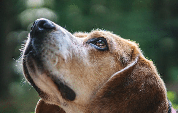 Close up of beagle