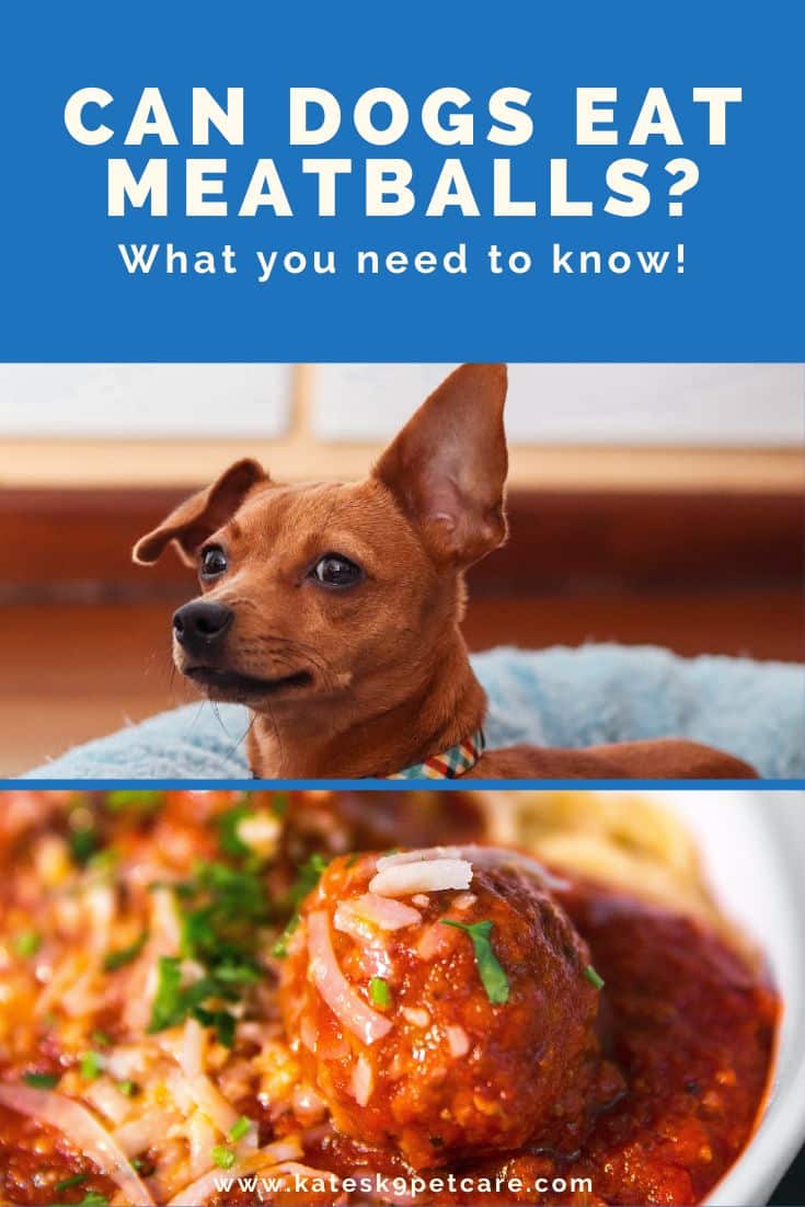 Can dogs have store curry