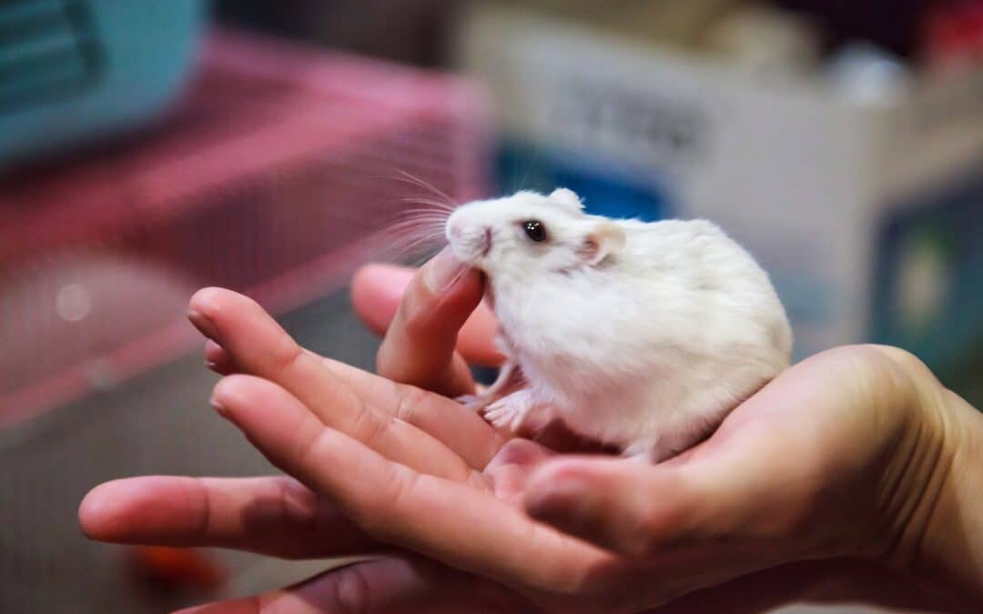 Do Hamster Bites Hurt? (& What To Do If Your Hamster Bites)