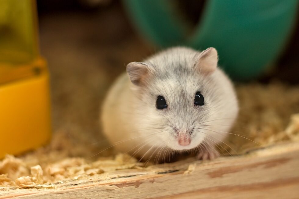 Why Is My Hamster Squeaking? (With Examples!) Kate's K9 Pet Care