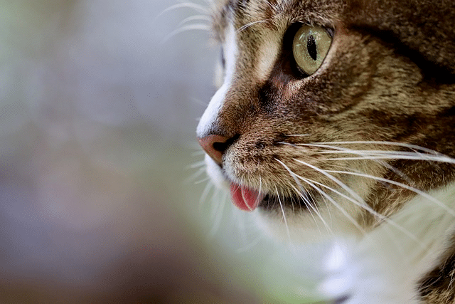 close up of cats tongue and eyes