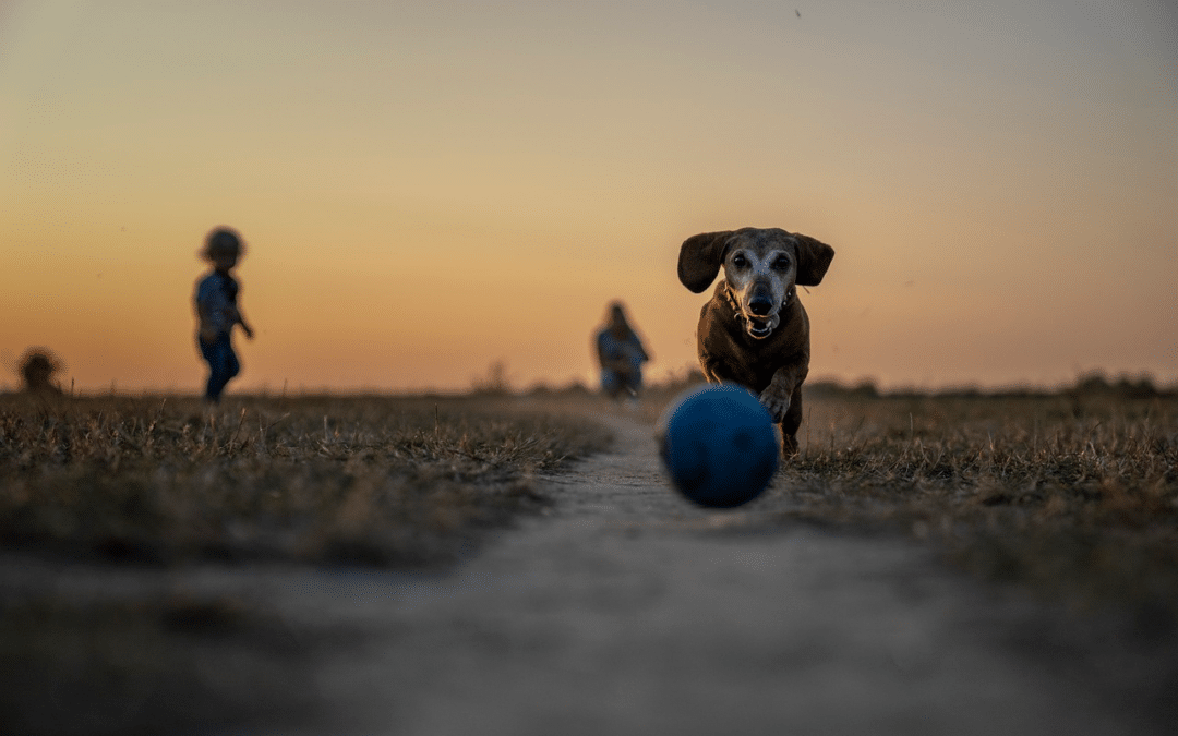 The Pros and Cons of Dog Parks: An Honest Look