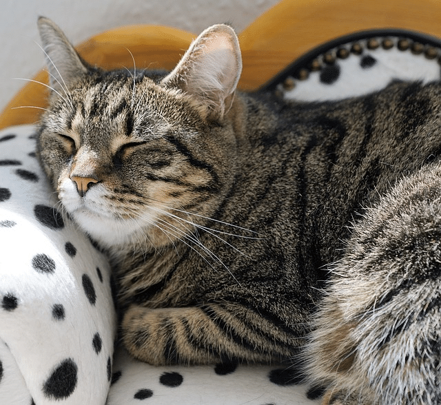 Pink Eye in Cats: Understanding Conjunctivitis 5 Cat sleeping
