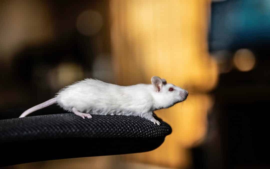 African Soft Fur Rat: An Unusual Pet Rodent