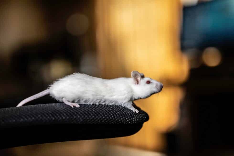 African Soft Fur Rat An Unusual Pet Rodent Kate's K9 Pet Care