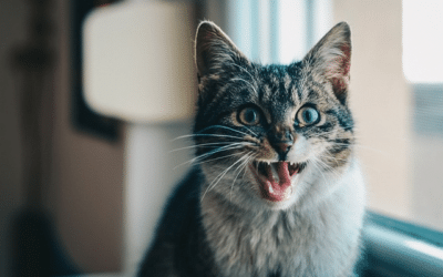 How Many Teeth Does A Cat Have? Here’s What The Kitty Dentist Says